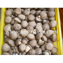 Hot Sales secas Shiitake liso cogumelo com embalagem 5 kg ou 10 kg legumes